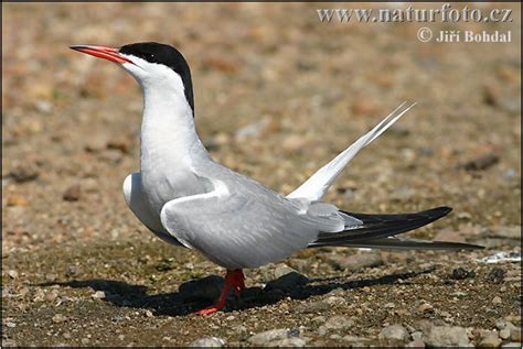 Sterna hirundo Pictures, Common Tern Images, Nature Wildlife Photos | NaturePhoto