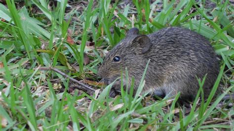 Hispid Cotton Rat Photograph by Kaos Family Art - Fine Art America