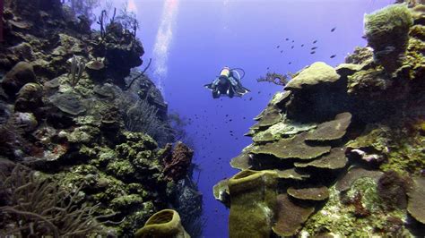 Scuba Diving Resorts In Belize - desolateable