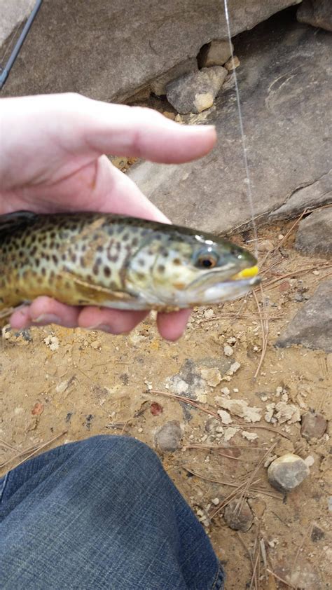 Arizona Tiger Trout : Fishing