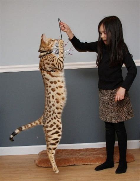 Bengal Cat Size Comparison To Domestic Cat - Dogs And Cats Wallpaper