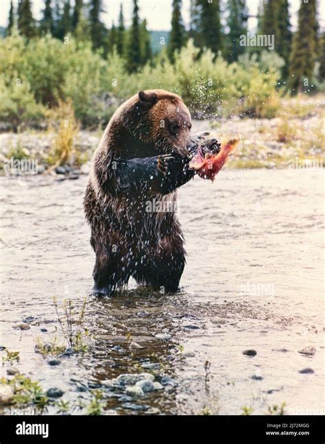 Wild Silvertip grizzly bear salmon fishing in Alaska Stock Photo - Alamy