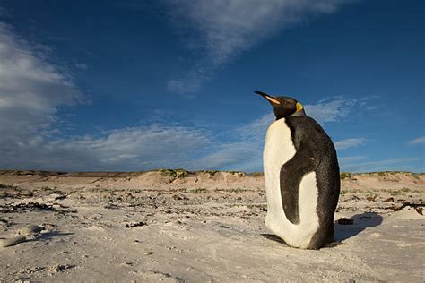 130+ Fat Penguins Pictures Stock Photos, Pictures & Royalty-Free Images ...