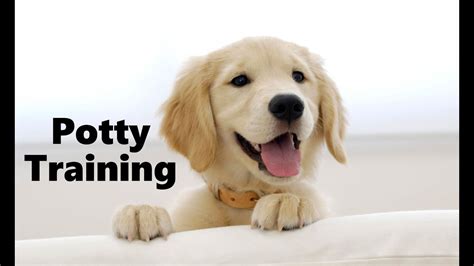 How To Potty Train A Golden Retriever Puppy - Golden Retriever Training ...