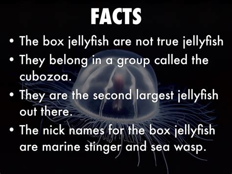 The Box Jellyfish by Blake Mansfield