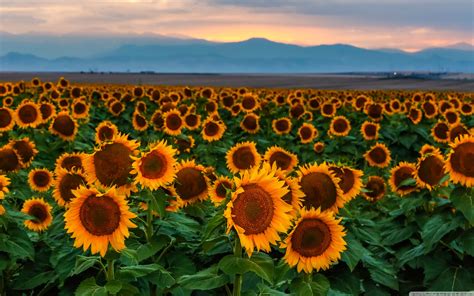 Sunflowers At Sunset Wallpapers - Wallpaper Cave