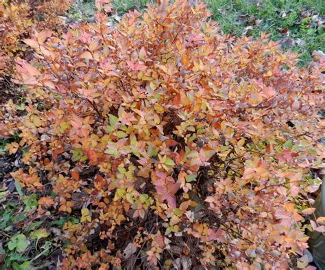 Magic Carpet Spirea Fall Color - Carpet Vidalondon