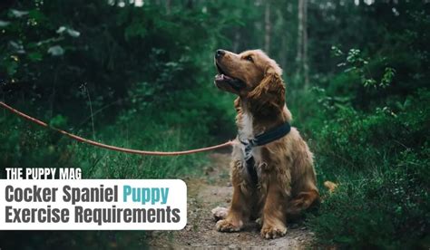 Cocker Spaniel PUPPY Exercise Guide: (All Info You Need) – The Puppy Mag