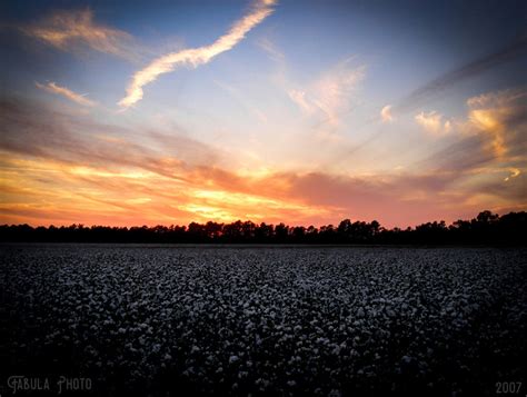 Cottonfield Sunset by FabulaPhoto on DeviantArt