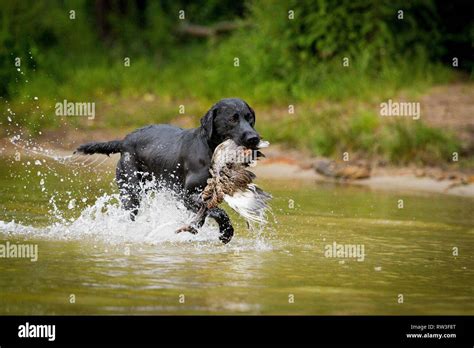 Labrador Retriever at duck hunting Stock Photo - Alamy