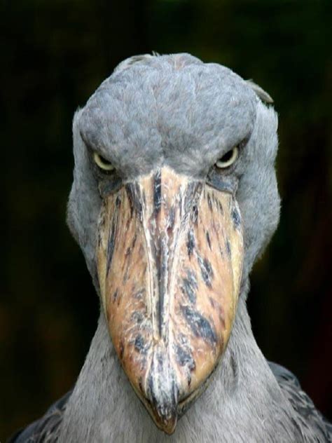 Shoebill | Meme Time Wiki | Fandom