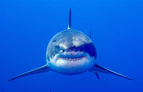 Great White Shark Head On • Marko Dimitrijevic Photography