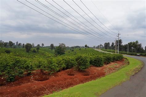 Coffee farms, Kiambu County, Kenya | Coffee famrs along Kiam… | Flickr