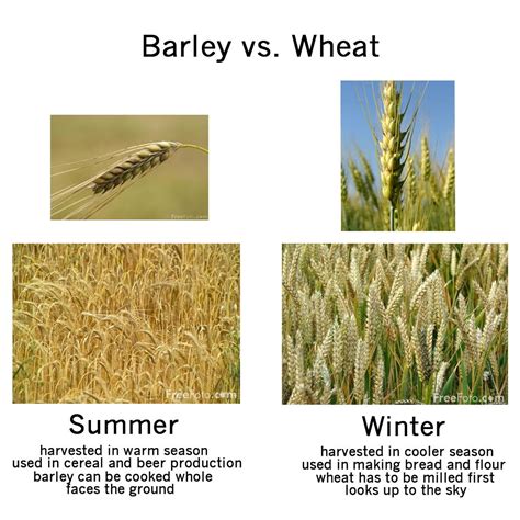 Barley And Wheat Difference