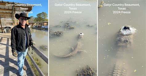 How a Frozen Alligator Survived Cold Temperatures in Texas