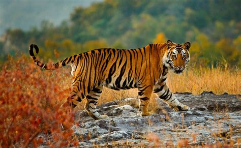 Wildlife In India - Step Into The Real Life Jungle Book