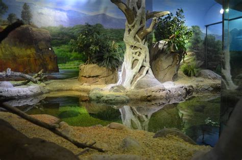 FLY RIVER TURTLE HABITAT - ZooChat