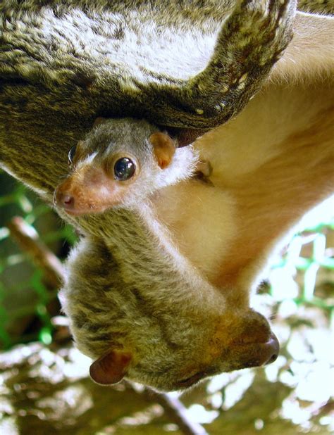 Philippine flying lemur, Philippine colugo, kagwang (Cynocephalus ...