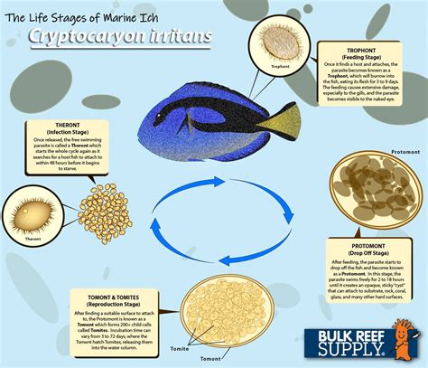 The Life Cycle of Marine Ich (Cryptocaryon irritans) - Bulk Reef Supply