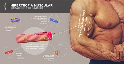 Hipertrofia Muscular