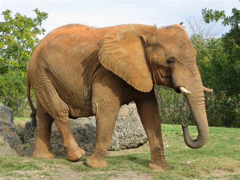 Bestand:Afrikanischer Elefant, Miami.jpg - Wikipedia