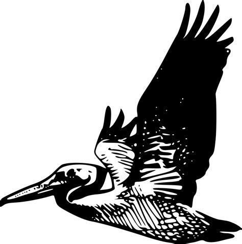 Silhouette Bird Brown pelican Clip art - flying bird png download ...