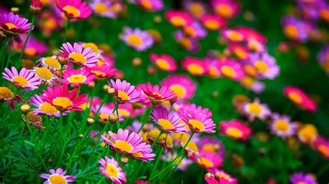 Most Beautiful Flowers Desktop Wallpapers | Best Flower Site