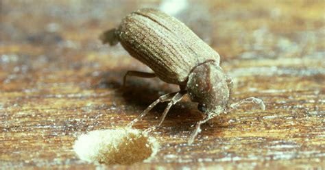 Common Furniture Beetle – Identification, Life Cycle, Facts & Pictures