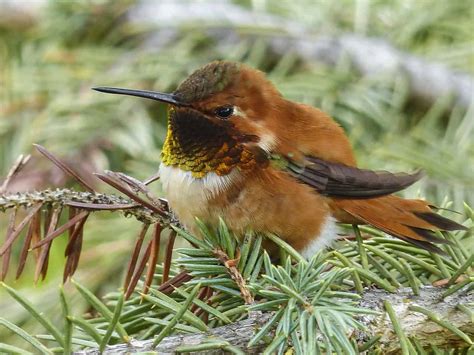 40 Cool Hummingbird Facts About The World's Smallest Bird