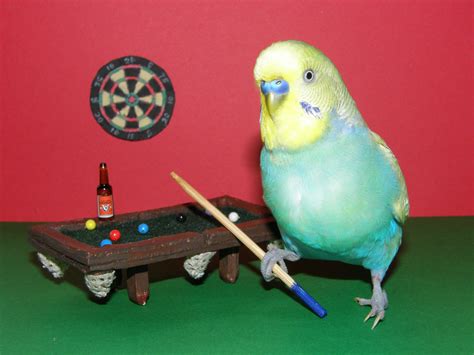 Budgies Playing Pool | Pet birds, Budgies, Budgies bird