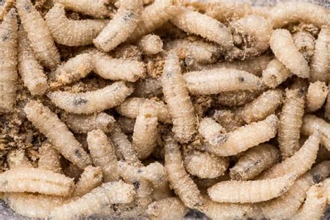 What Do Maggots Eat? – Wheelie Bin Cleaning Service Warrington, Liverpool, Widnes and St. Helens