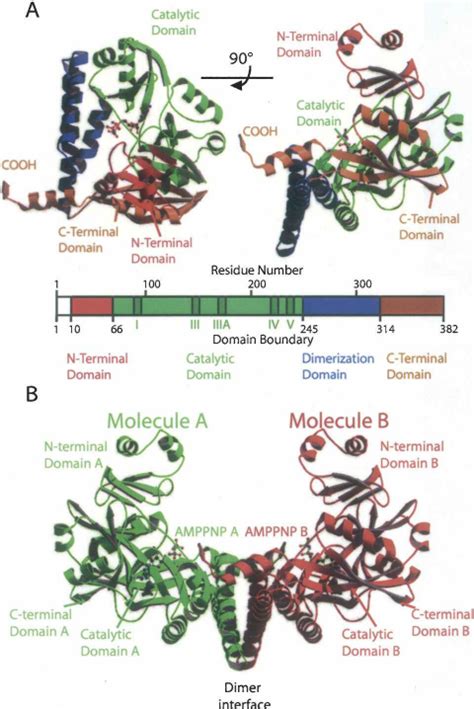 Architecture of the Pab1020 homodimer. ( A ) Domain structure of... | Download Scientific Diagram