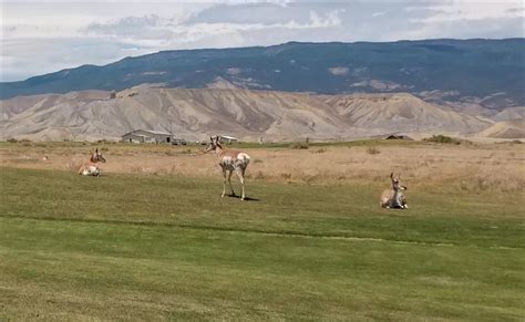 Western Colorado Golf Course Is Perfect Spot For Wildlife Viewing