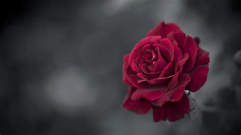 Red Rose HD Wallpapers | HD Wallpapers | ID #32627