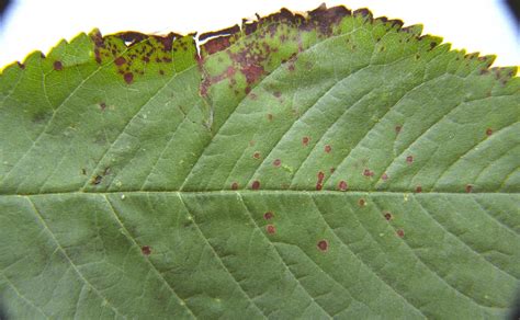 Cherry (including sour) | Diseases and Pests, Description, Uses ...