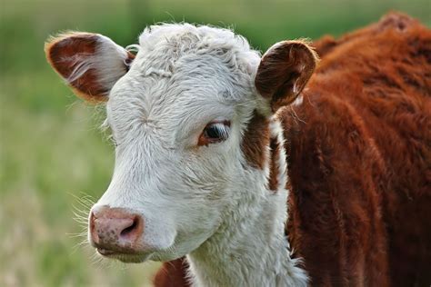 super cute cow! | Hereford cows, Hereford cattle, Cow pictures