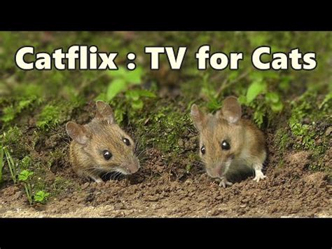 Cat TV ~ Mouse & Birds Fun ⭐ 8 HOURS of CATFLIX ⭐ - YouTube