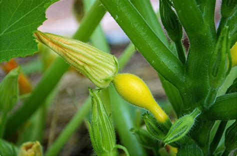 How Do I Grow Summer Squash? | Planting & Care Guide | joegardener®