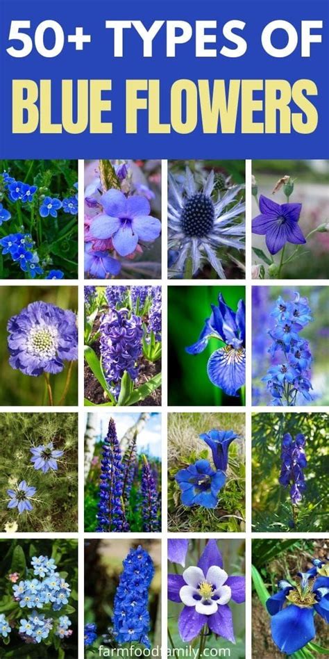 Types Of Blue Flowers - Image to u