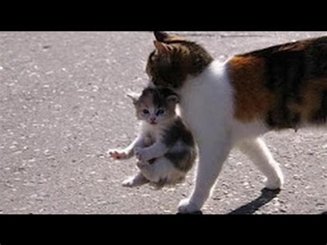 Mama Cat Carrying Baby Kittens Videos Compilation 2017 - YCM