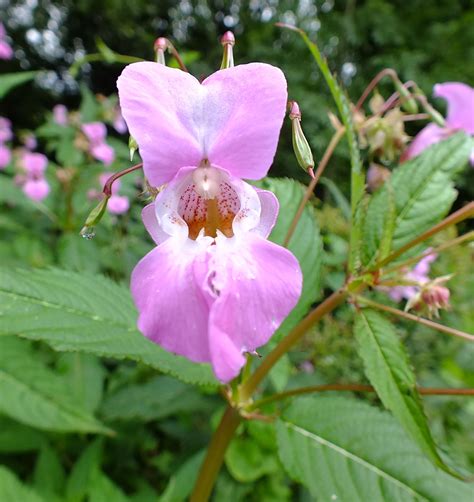 Himalayan balsam