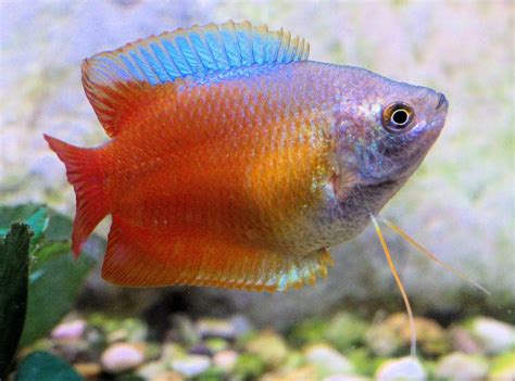 Dwarf Gourami Fish Breed Profile