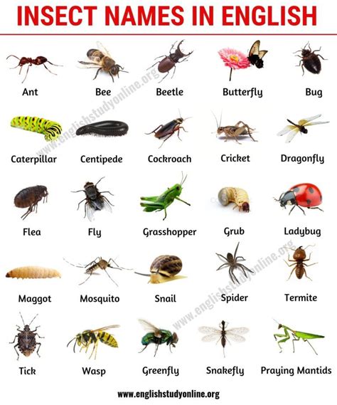 List of Insects: 25 Useful Insect Names with Pictures and Examples - English Study Online ...