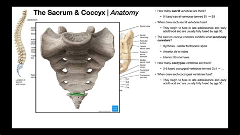 Sacrum And Coccyx