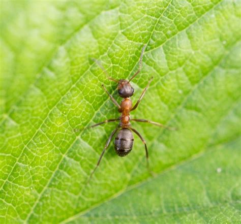 10 Most Painful Insect Bites And Stings | Brezden Pest Control