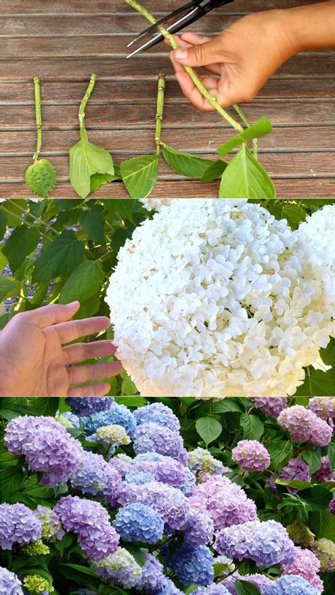 How To Root A Hydrangea Cuttings