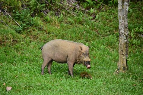 Bornean bearded pig (Sus barbatus) - Danum Valley - ZooChat