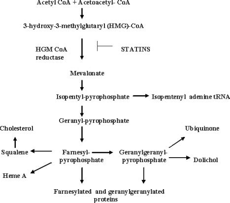 HEALTHY DIETS AND SCIENCE: The deadly effects statins have on the mevalonate pathway