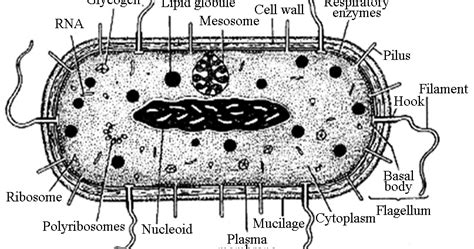 ULTRASTRUCTURE OF BACTERIAL CELL