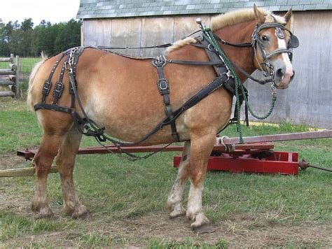 Belgian Horse in Harness by livinginoz | Belgian horse, Horses, Draft ...